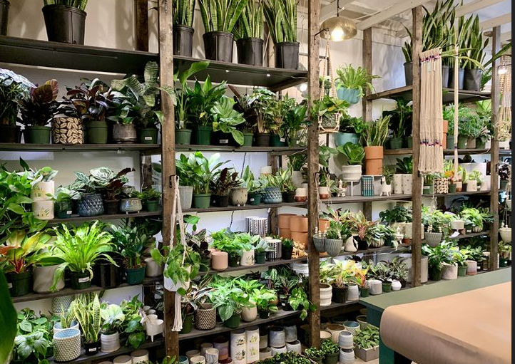 Indoor boutique with rare plants and decor
